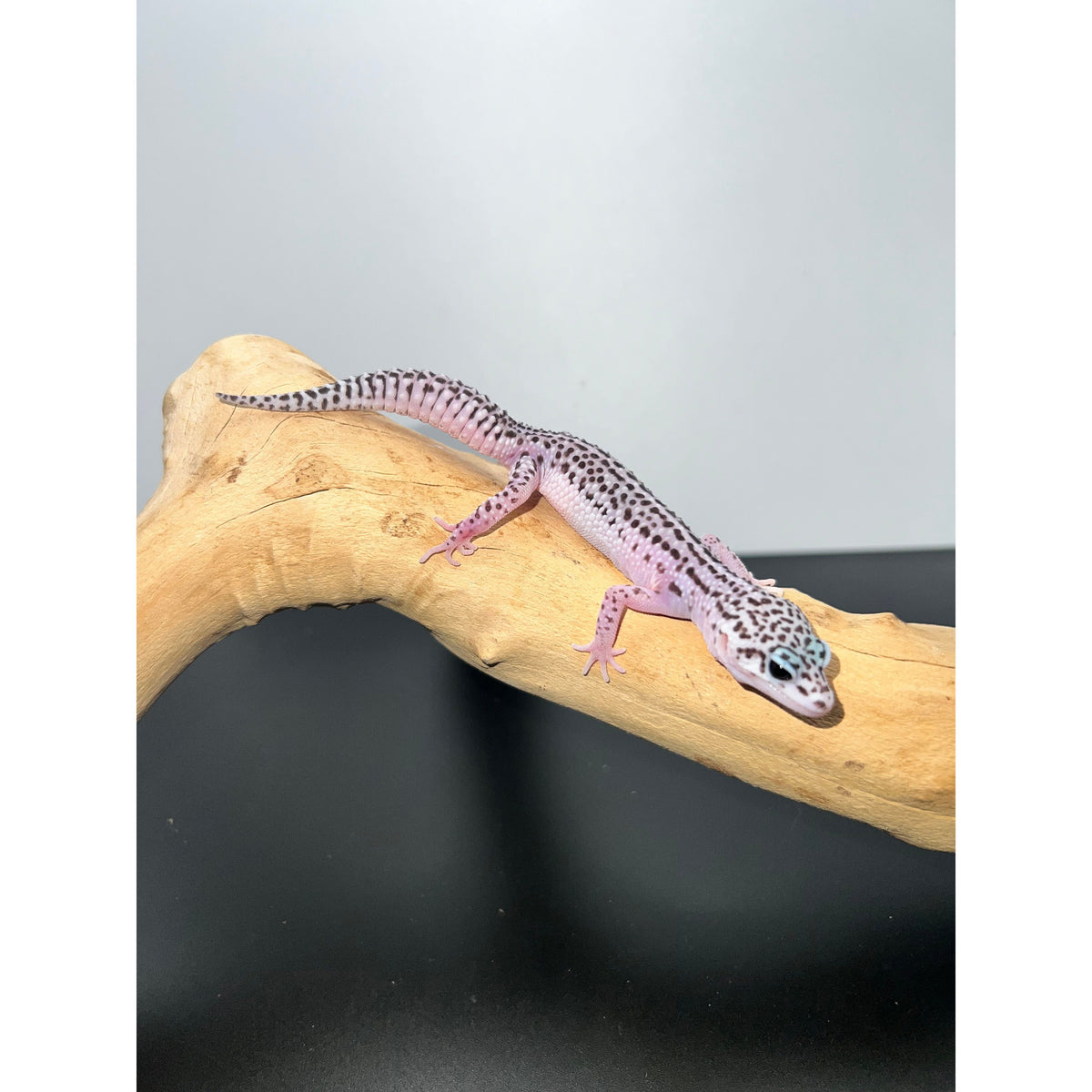 Baby Leopard Gecko Mac Snow