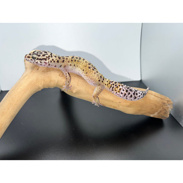 Leopard Geckos Adult/Sub-Adult (Eublepharus macularius)