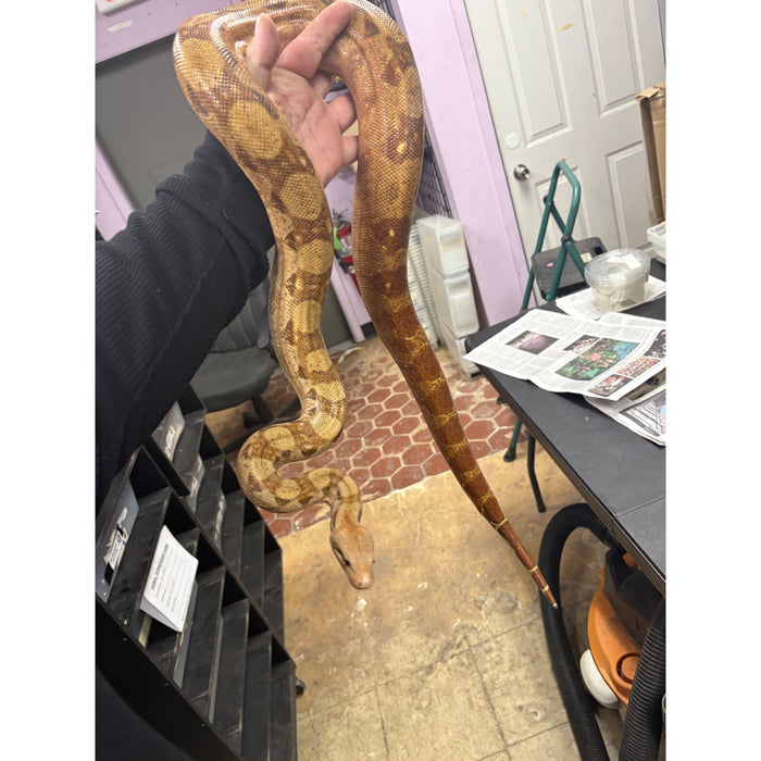 Nicaraguan Boa (T+ Albino)