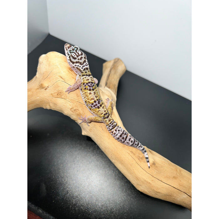 Leopard Gecko (Baby)