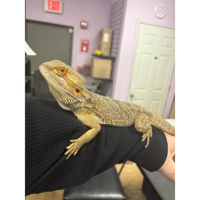 Bearded Dragon (Adult Male) "Mushu"