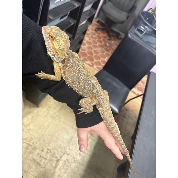Bearded Dragon (Adult Male) "Mushu"