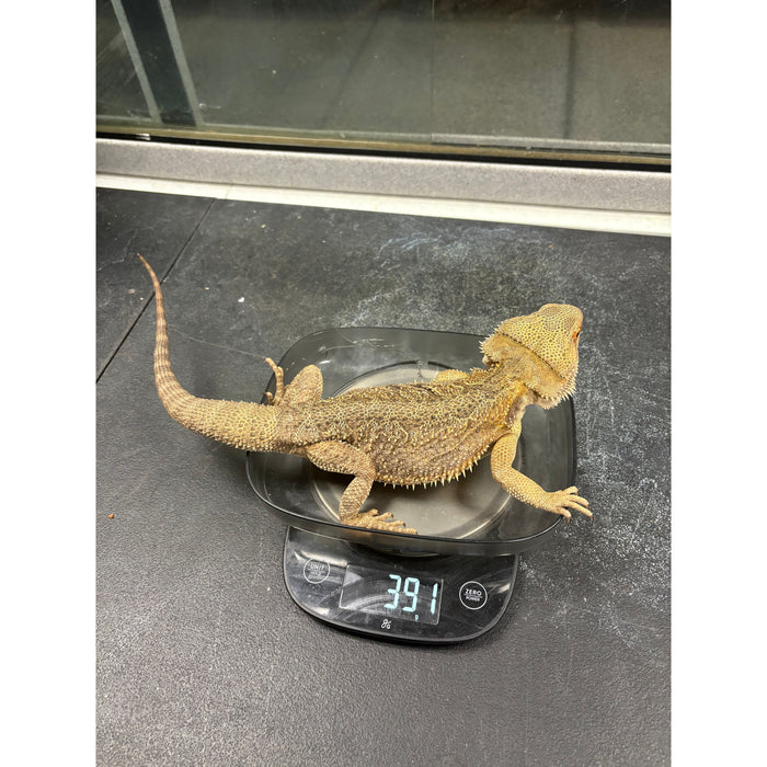 Bearded Dragon (Adult Male) "Mushu"