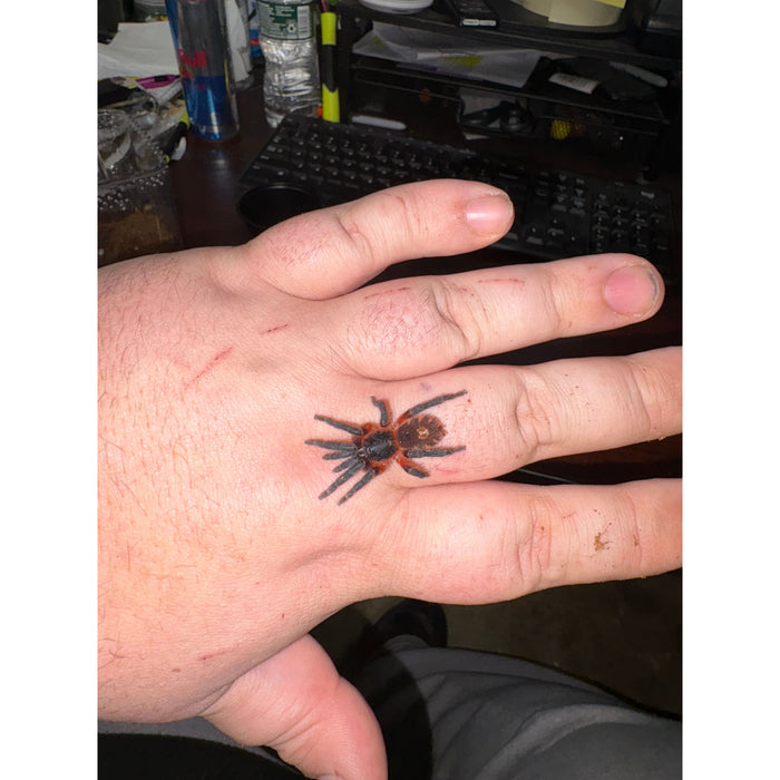 Lava Tarantula (Davus sp. panama)