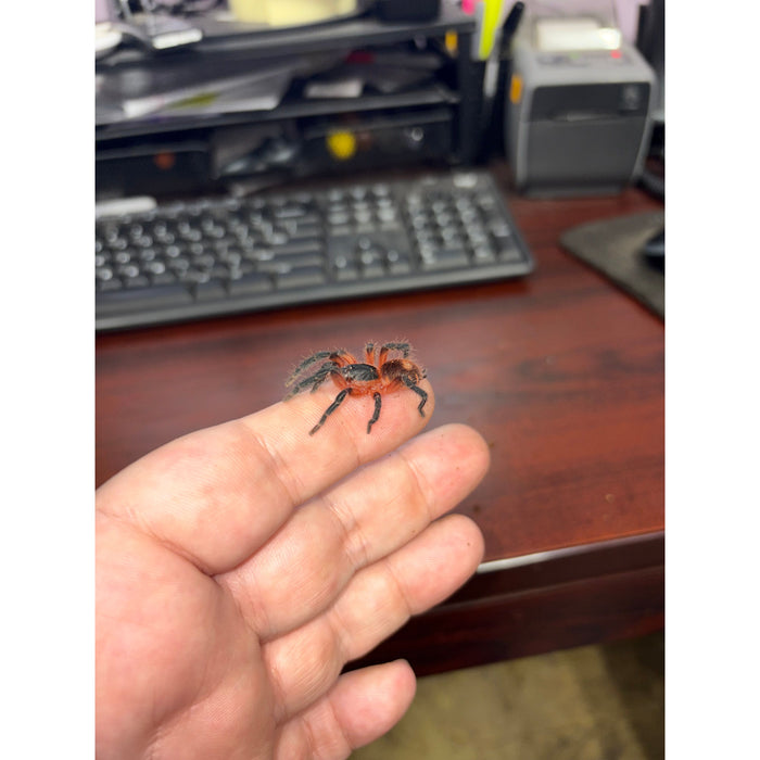 Lava Tarantula (Davus sp. panama)