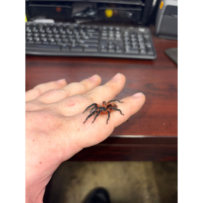 Lava Tarantula (Davus sp. panama)