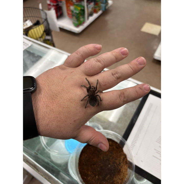Brazilian Black (Well Started) (G. pulchra)