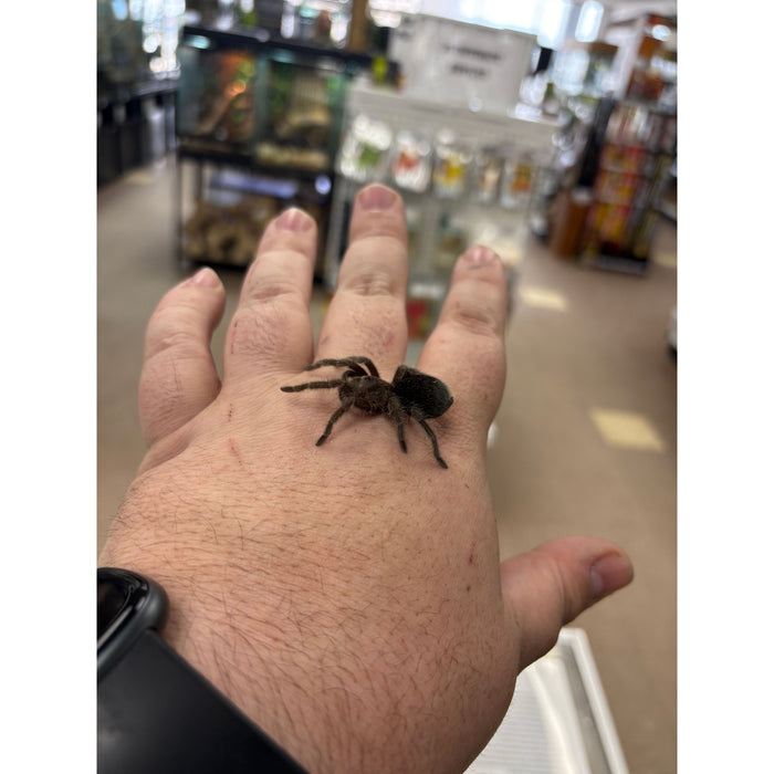 Brazilian Black (Well Started) (G. pulchra)