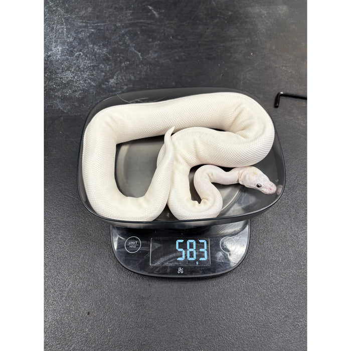 Ball Python (Blue Eye Leucistic)