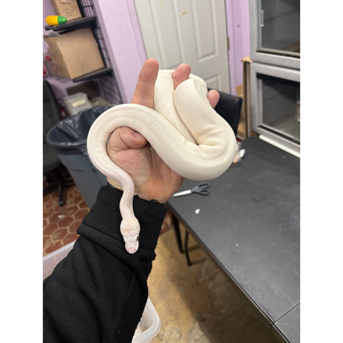 Ball Python (Blue Eye Leucistic)