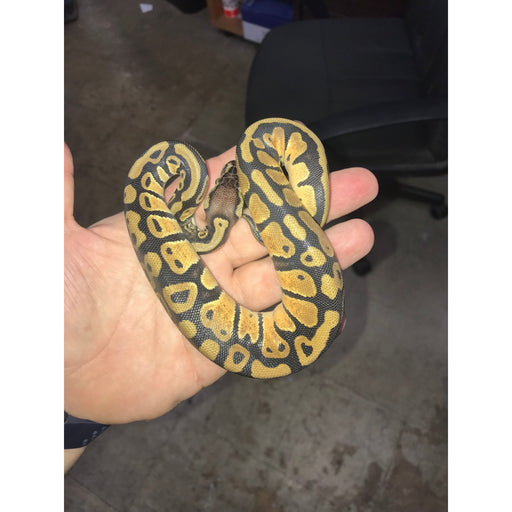 Ball Pythons for Sale — Jungle Bobs Reptile World