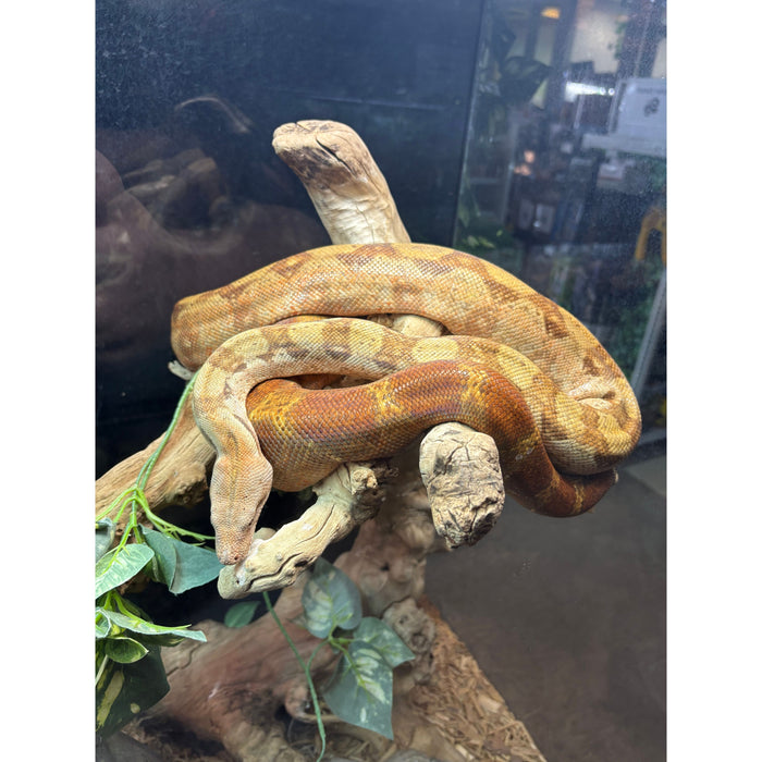 Nicaraguan Boa (T+ Albino)