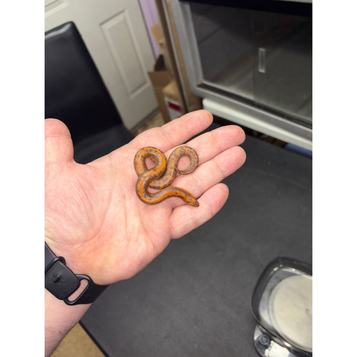 Striped Kenyan Sand Boa