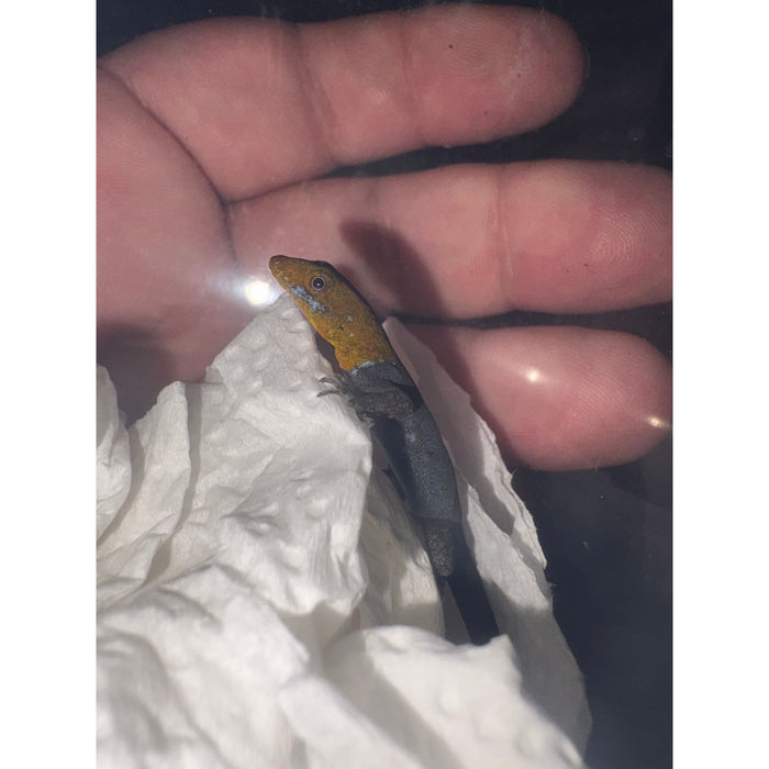 Yellow Headed Dwarf Gecko (Male) (Gonatodes albogularis)
