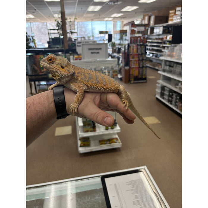 Bearded Dragon (Adult Female) "Kaida"