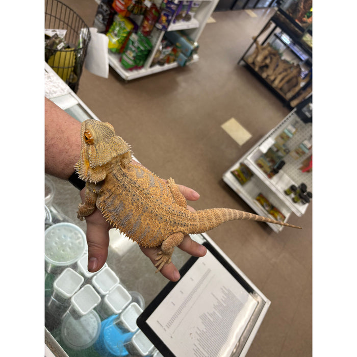 Bearded Dragon (Adult Female) "Kaida"