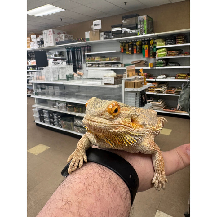Bearded Dragon (Adult Female) "Kaida"