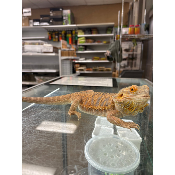Bearded Dragon (Adult Female) "Kaida"