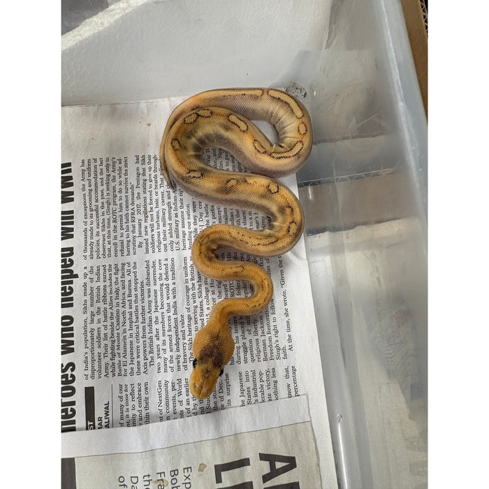 Mimosa Ball Python (Baby)