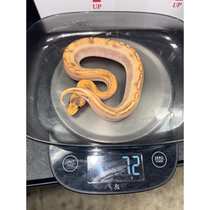 Mimosa Ball Python (Baby)