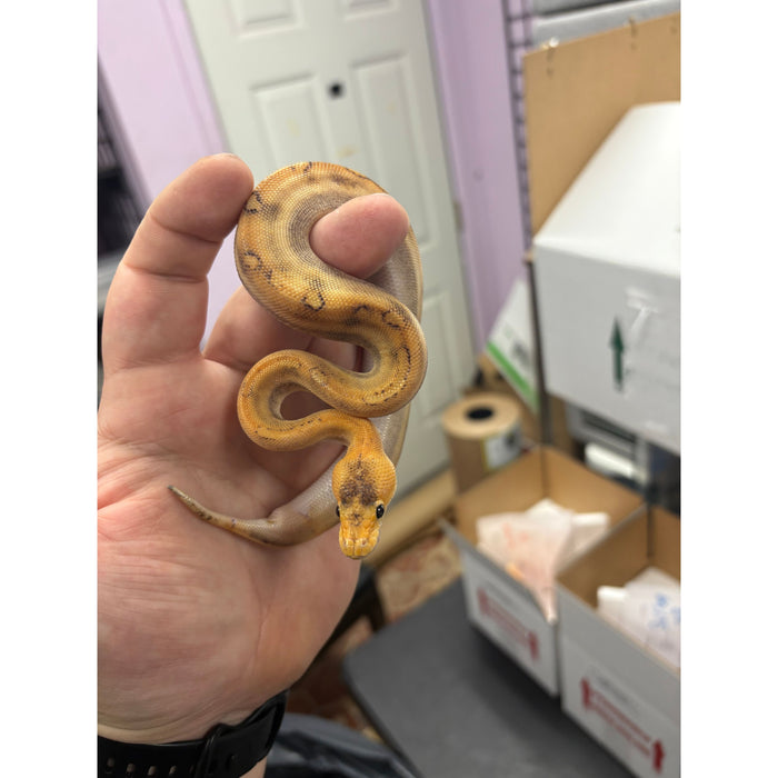 Mimosa Ball Python (Baby)