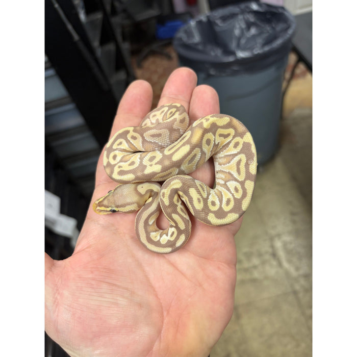 Banana Pastel Ball Python