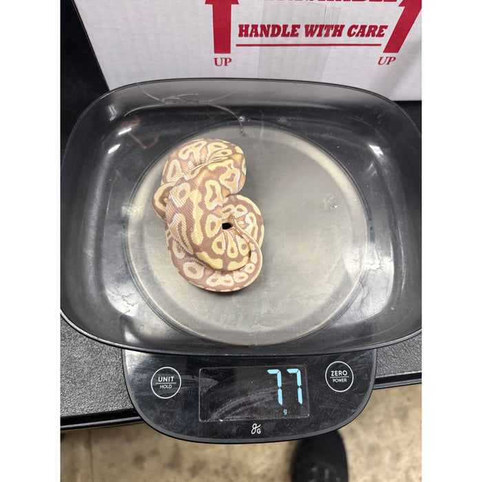 Banana Pastel Ball Python