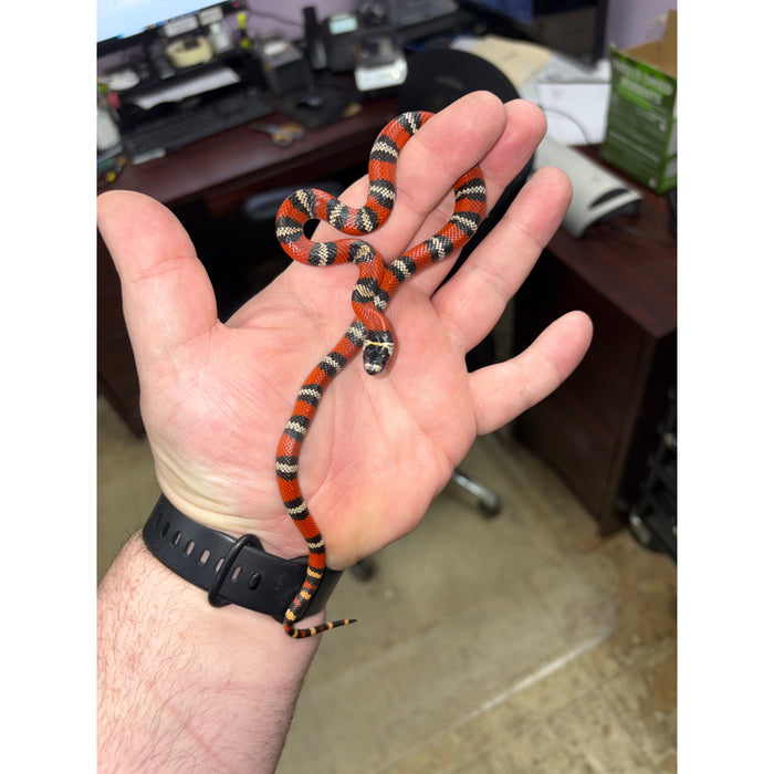 Honduran Milksnake (Baby) (Lampropeltis triangulum hondurensis)