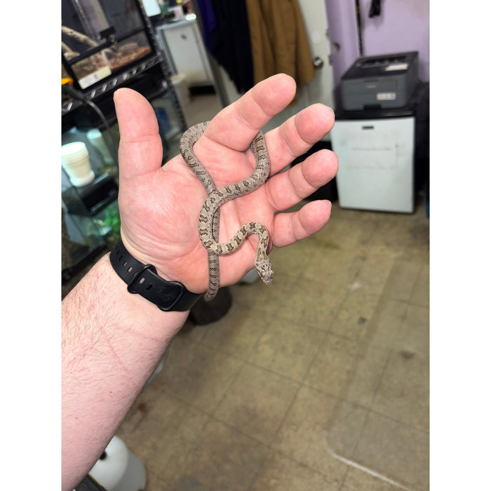 Baird's Rat Snake (Pantherophis baridi)