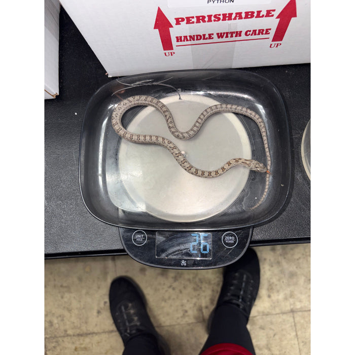 Baird's Rat Snake (Pantherophis baridi)