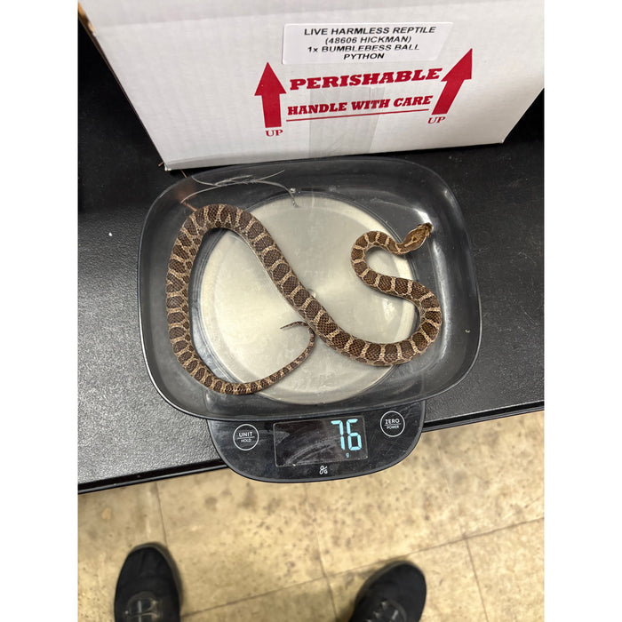 Great Plains Rat Snake (Pantherophis emoryi)