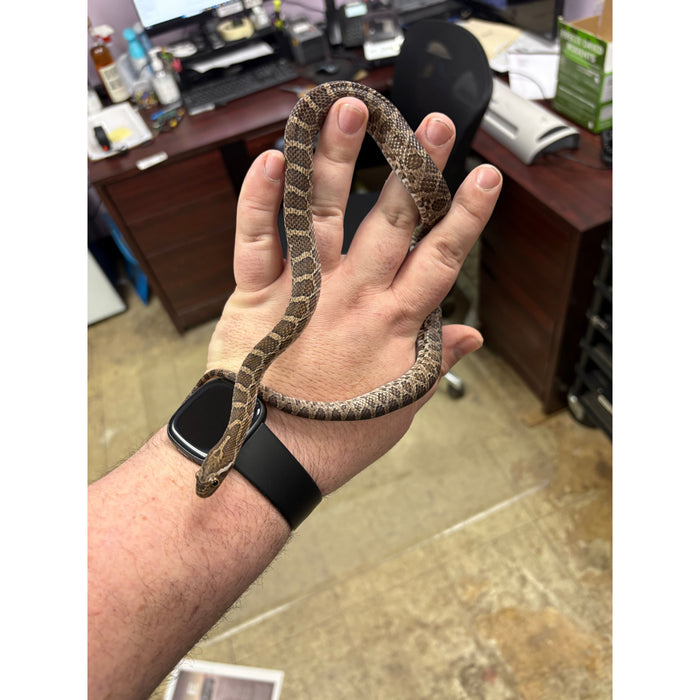 Great Plains Rat Snake (Pantherophis emoryi)