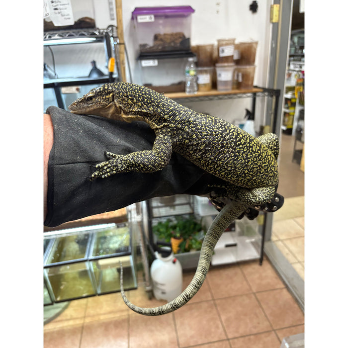 Mangrove Monitor (Varanus indicus)