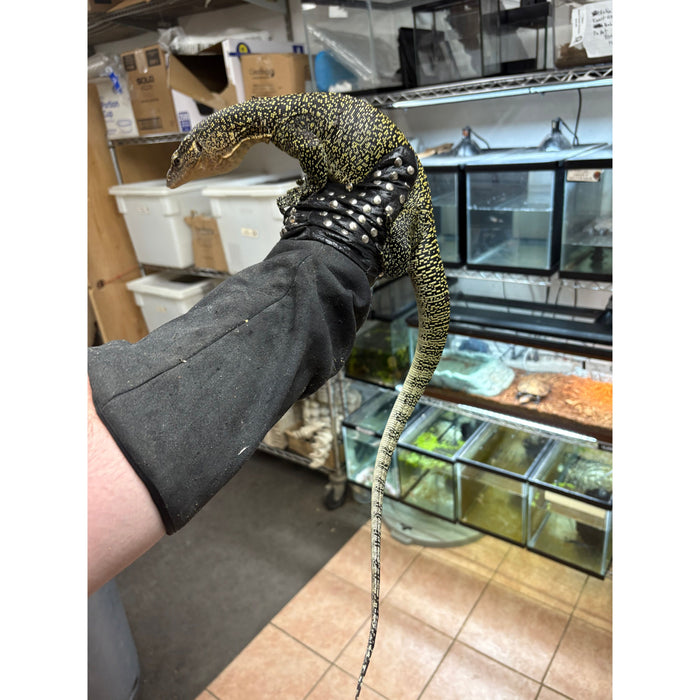 Mangrove Monitor (Varanus indicus)