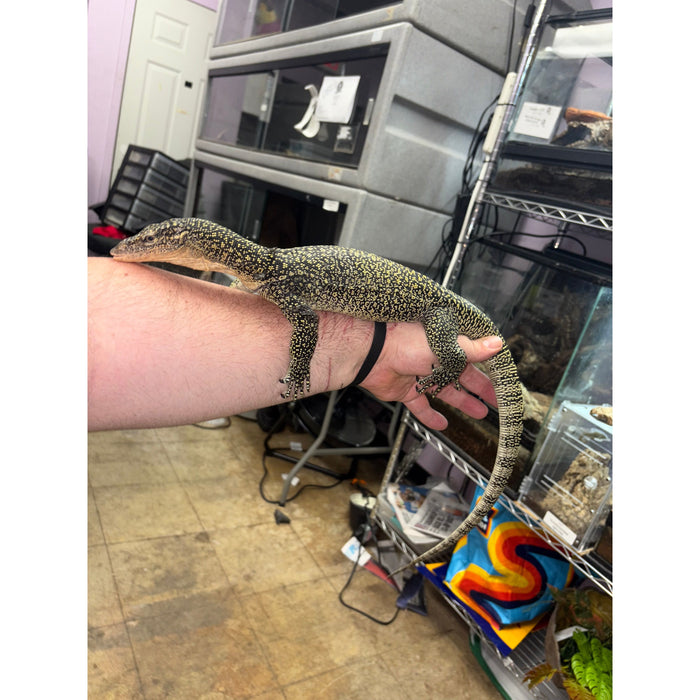 Mangrove Monitor (Varanus indicus)