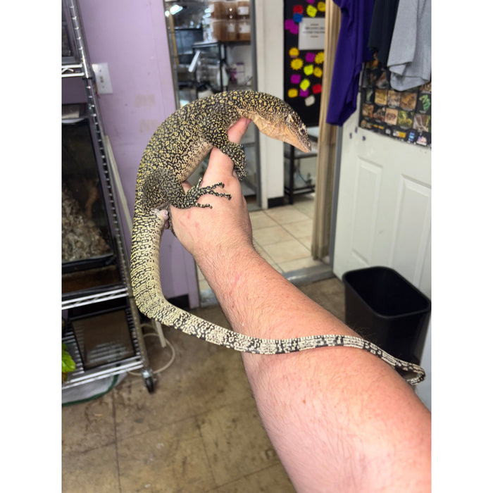 Mangrove Monitor (Varanus indicus)