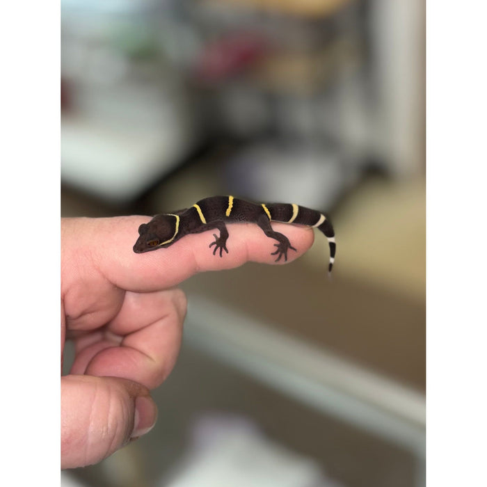 Chinese Cave Gecko (Goniurosaurus)