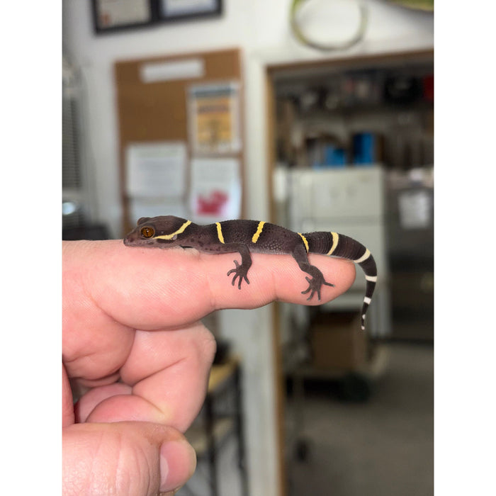 Chinese Cave Gecko (Goniurosaurus)