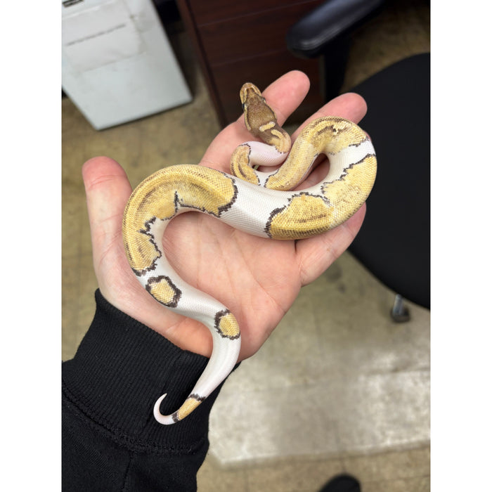 Mojave Pied Ball Python