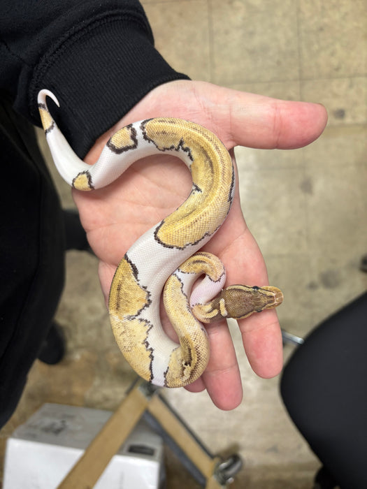 Mojave Pied Ball Python