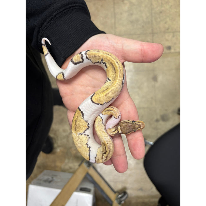 Mojave Pied Ball Python
