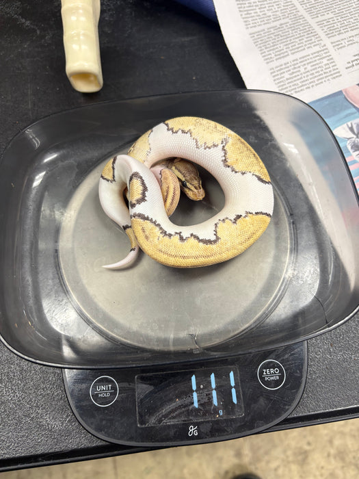Mojave Pied Ball Python