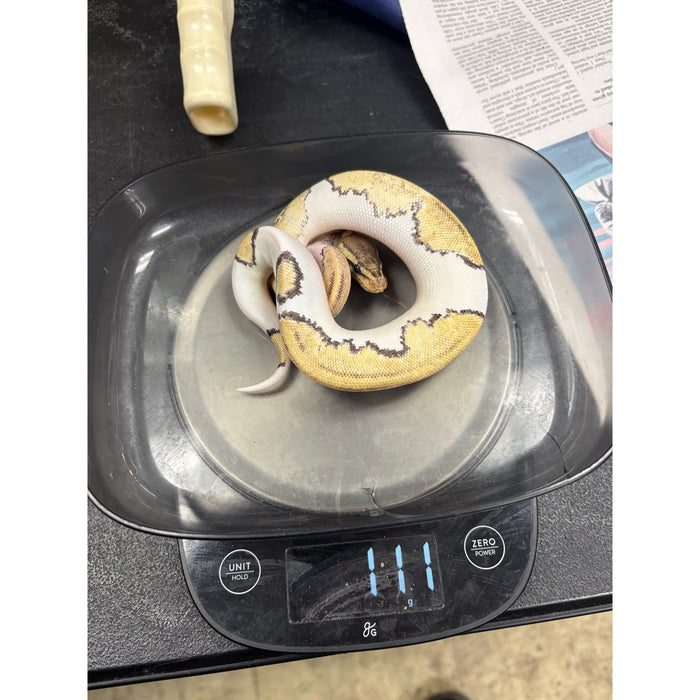 Mojave Pied Ball Python
