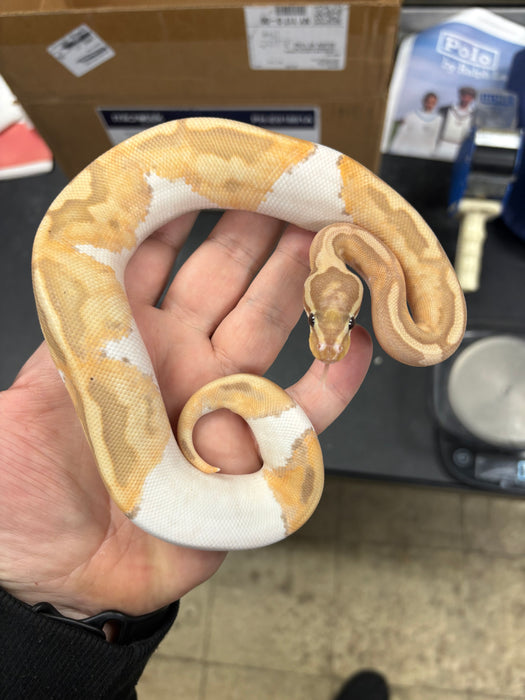 Banana Pied Ball Python (Male)