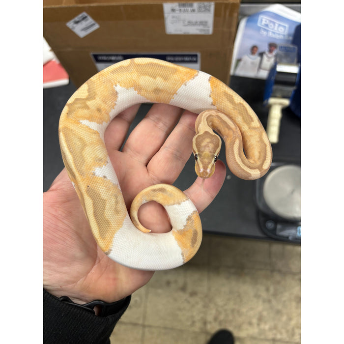 Banana Pied Ball Python (Male)