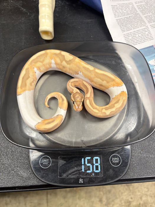 Banana Pied Ball Python (Male)