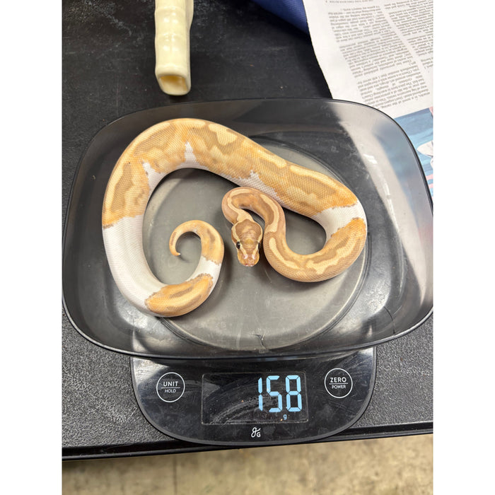 Banana Pied Ball Python (Male)