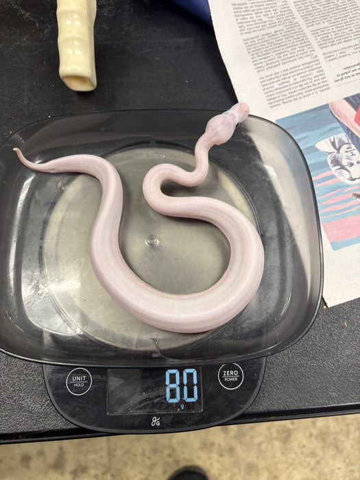 Ball Python (Super Fire)