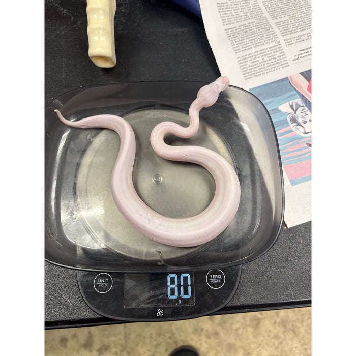 Ball Python (Super Fire)