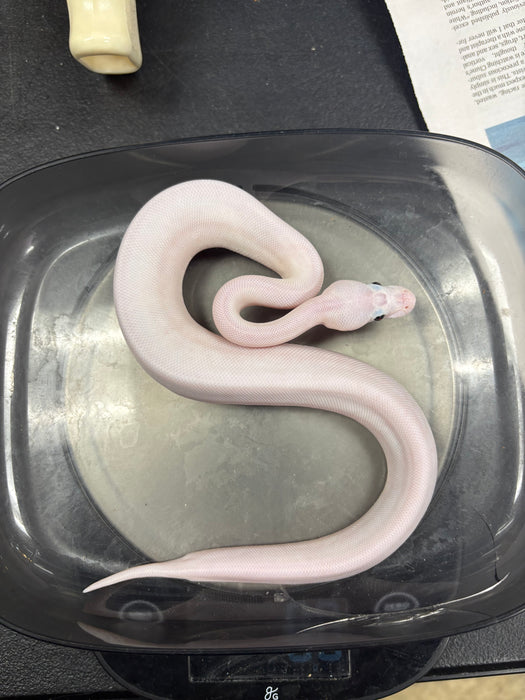 Ball Python (Super Fire)